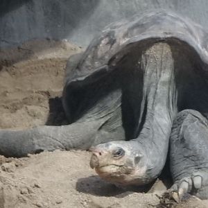 Pinzón Island giant tortoise