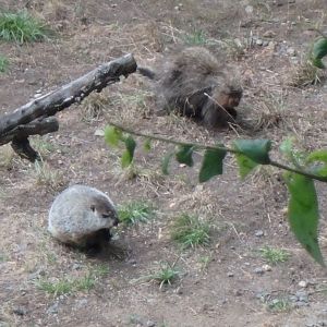 Woodchuck and North American porcupine