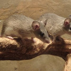 Asia Minor spiny mouse