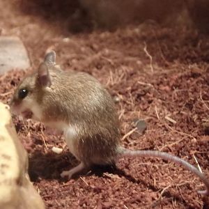 African pygmy mouse