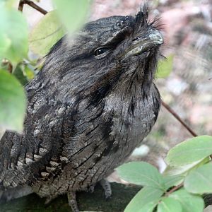 Tawny Frogmouth - September 2018