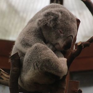 Koala - September 2018
