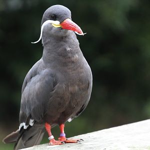 Inca Tern - September 2018