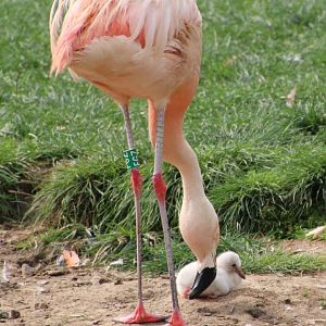 Recently hatched flamingo chick - September 2018