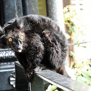 Black Lemur - September 2018