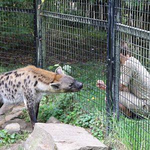 Spotted hyena with keeper - September 2018