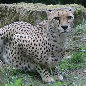 Cheetah - September 2018