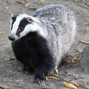 European Badger - September 2018