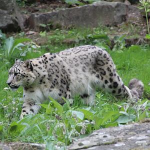 Snow Leopard - September 2018