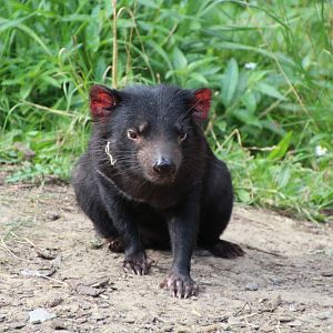 Tasmanian Devil - September 2018