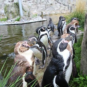 Humboldt Penguins - September 2018