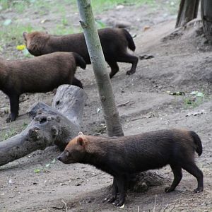 Bush dogs - September 2018