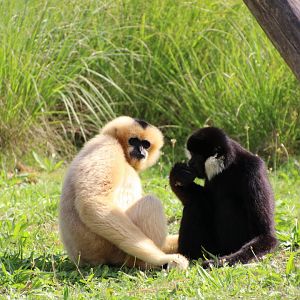 White Cheeked Gibbon - September 2018
