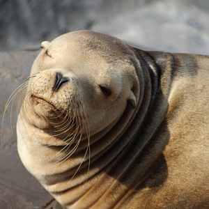 Californian sea lion - August 2018
