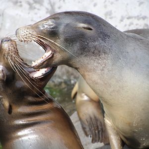 Californian sea lions - August 2018