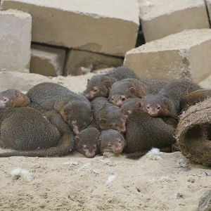 Common dwarf mongooses - August 2018