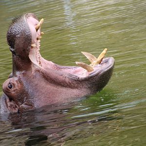 Hippopotamus - August 2018