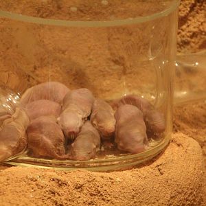 Naked mole rats - August 2018