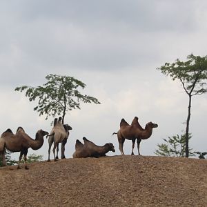 Bactrian camels - August 2018
