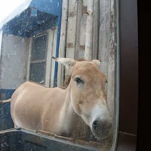 Onager - August 2018