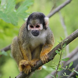 Bolivian squirrel monkey - August 2018