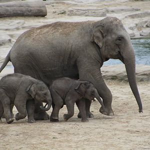 Asian Elephants - August 2018
