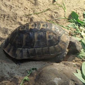 Tunisian spur-thighed tortoise
