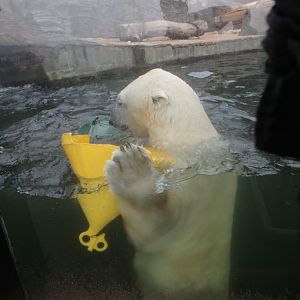 Polar bear playing in the pool