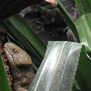 Solomon Island skink and Tokay gecko