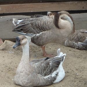 Chinese goose