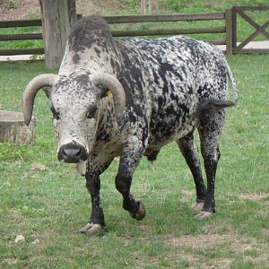 Zebu