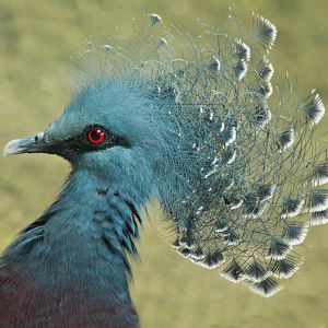 Sep. 2018 - Free Flight Aviary - Victoria Crowned Pigeon