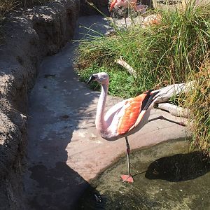 Chilean flamingo