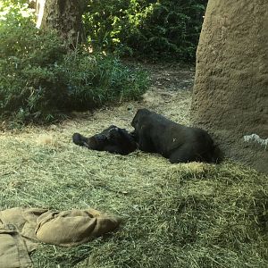 Yola and another’s female western lowland gorilla