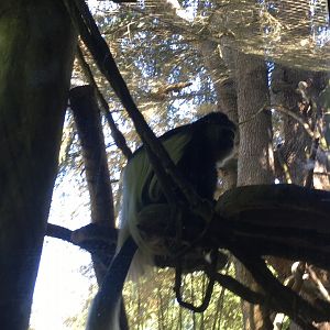 Black and white colobus