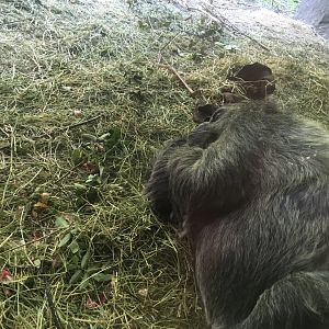 Western lowland gorilla