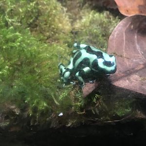 Green and black poison dart frog