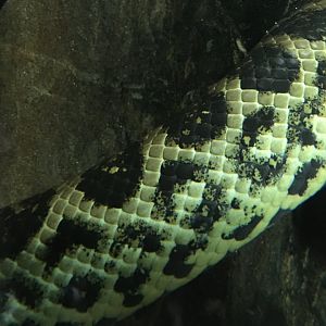 Yellow anaconda