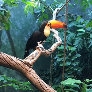 Toco toucan