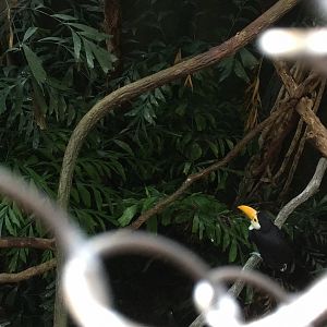 Toco toucan juvenile