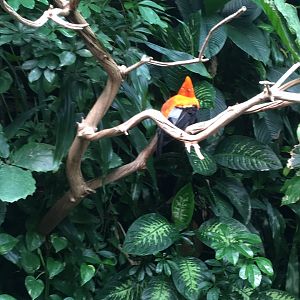 Andean cock-of-the rock