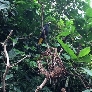 Crested Oropendola