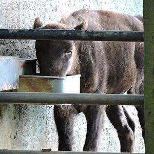 European Bison calf