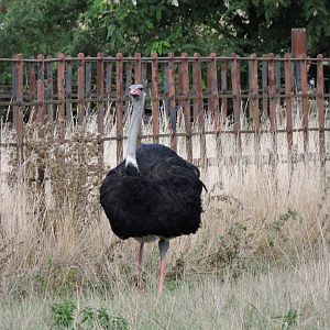 Male Ostrich