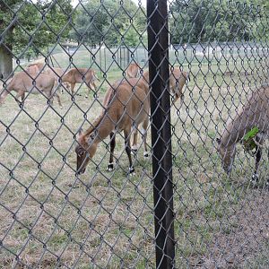 Nilgai