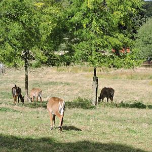 Nilgai in the sun