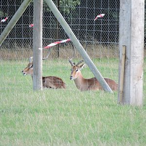 Impala behind Cheetah exhibit