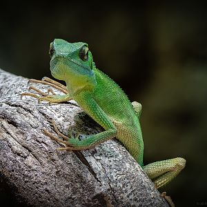 Green Crested Lizard - 07/09/2018