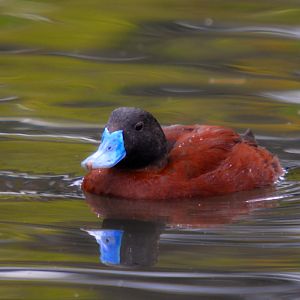 Argentine Male Ruddy Duck