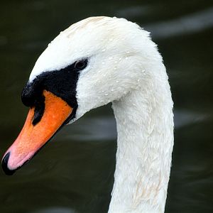 .:Mute Swan:.